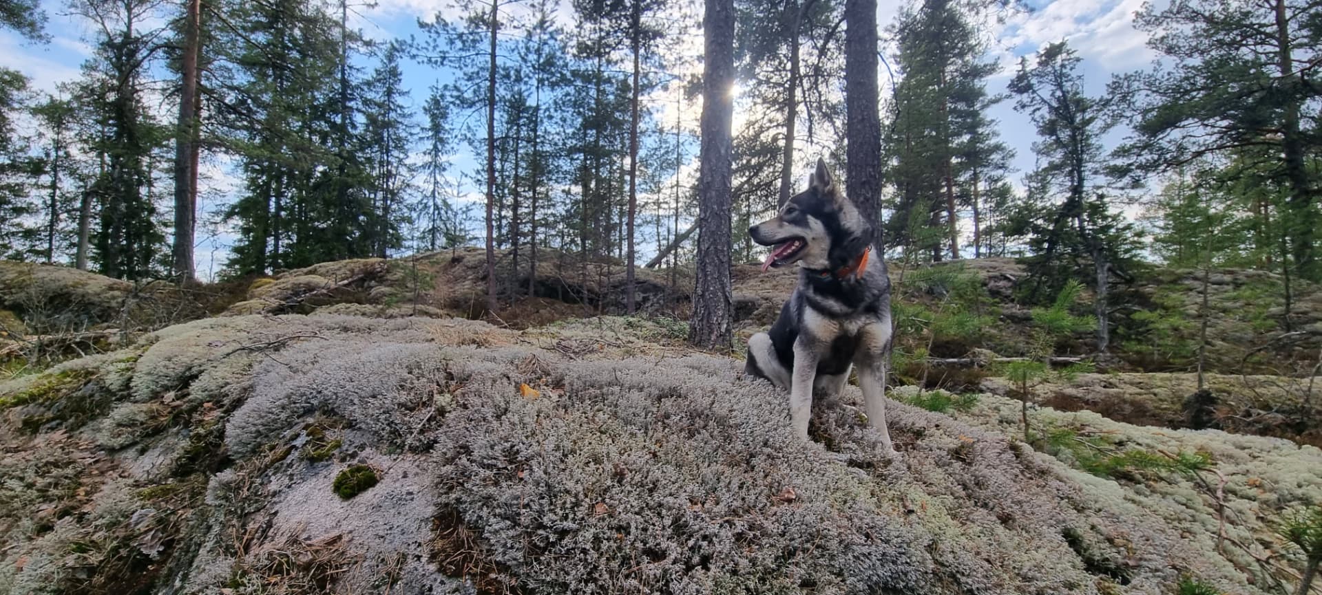 Koira seisoo jäkäläisellä kalliolla mäntymetsässä