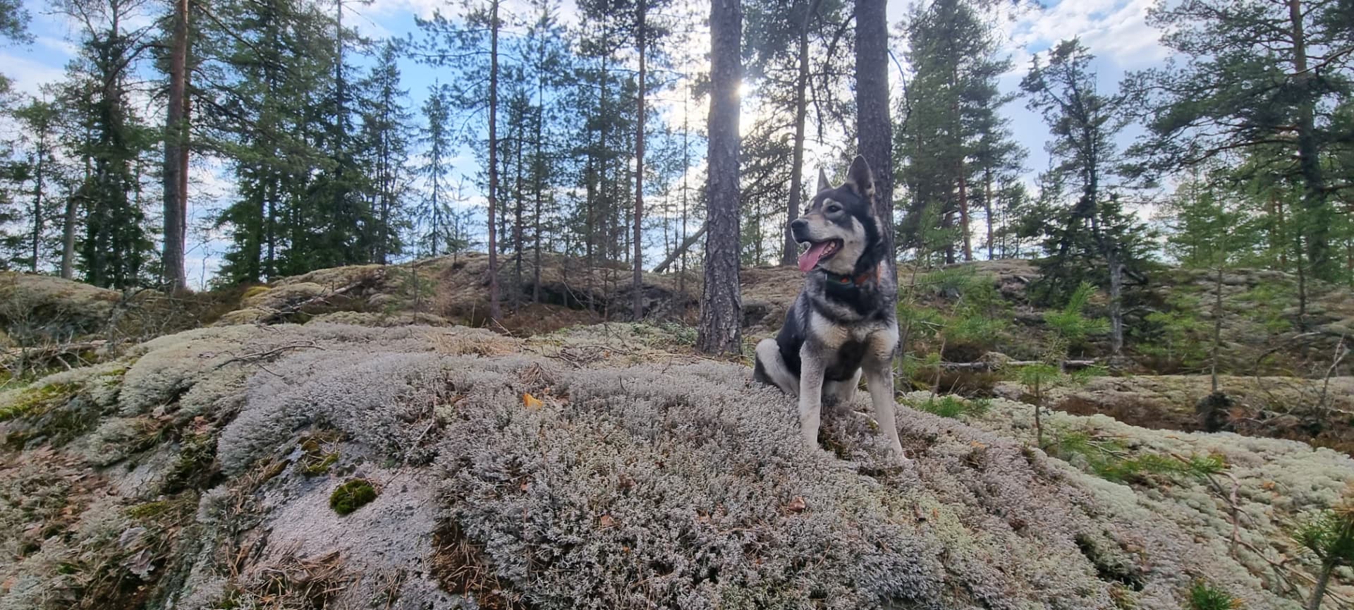 Koira kalliolla auringon paistaessa puiden lomasta