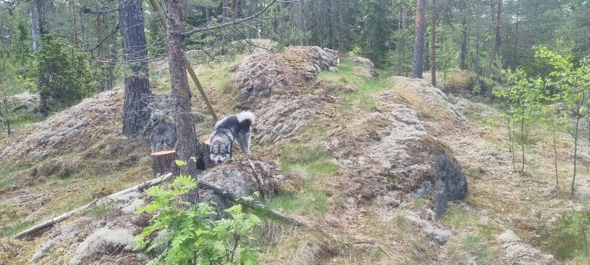 Kaksi koiraa tutkimassa sammalpeitteistä kalliopolkua