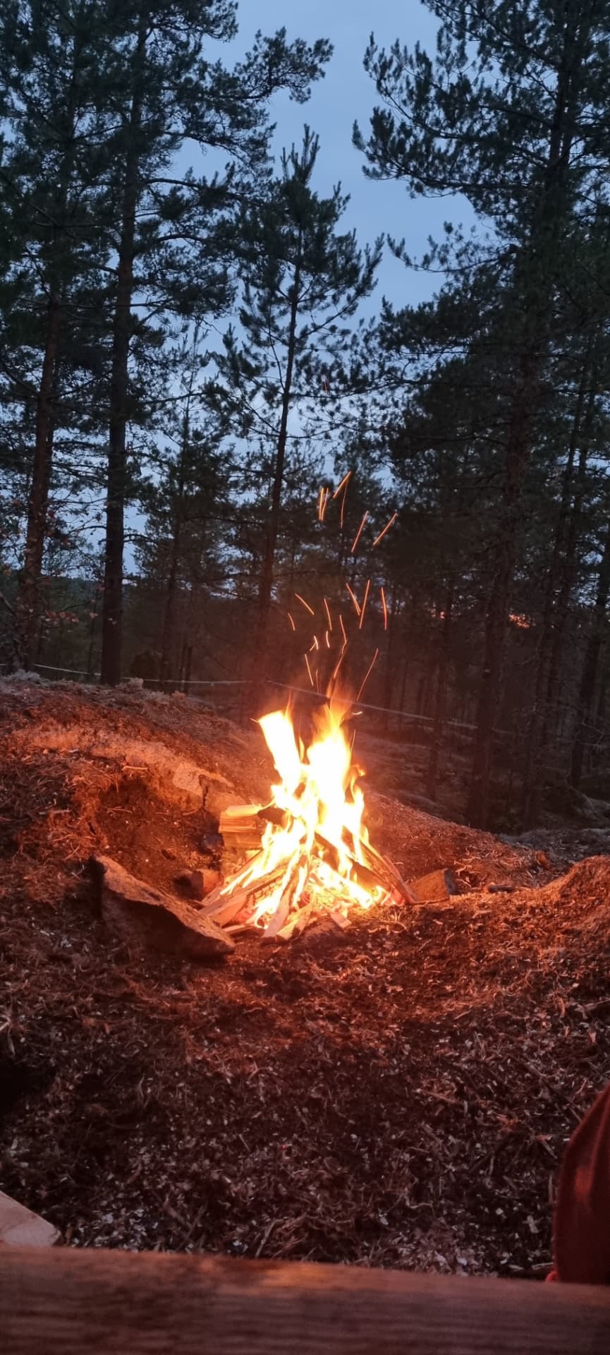 Nuotio palaa hämärtyvässä mäntymetsässä