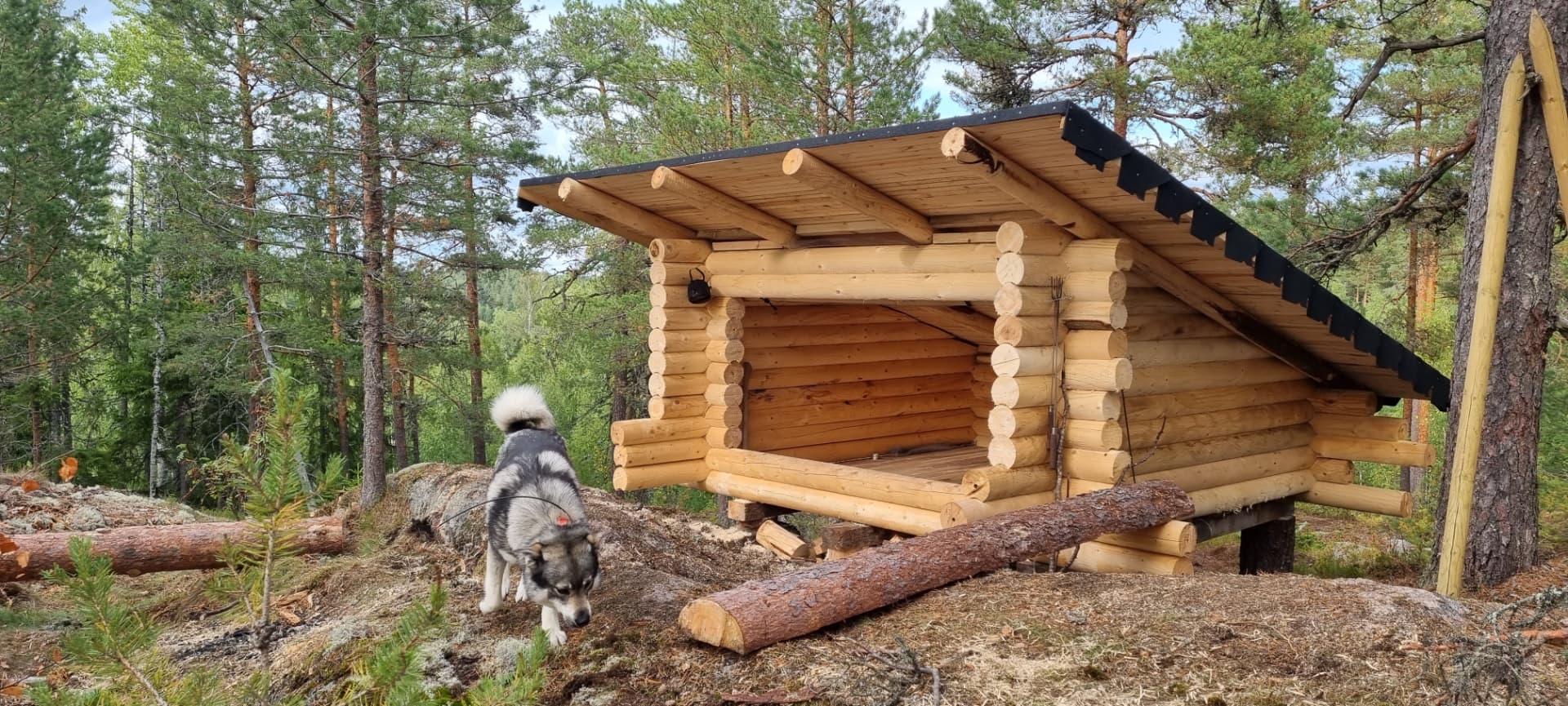 Hirsilaavu metsässä ja koira edustalla